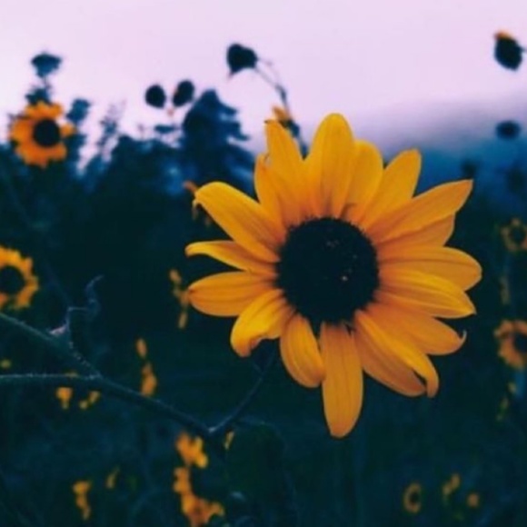 Meet your Posher, Beth - Picture 1 of 1